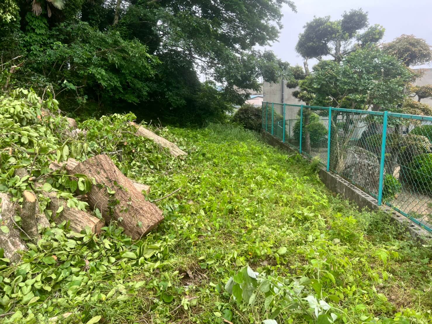 切り終えた枝葉は隣地との境界から出来るだけ離した箇所に集材。重機を入れることが出来ない現場もお任せください！